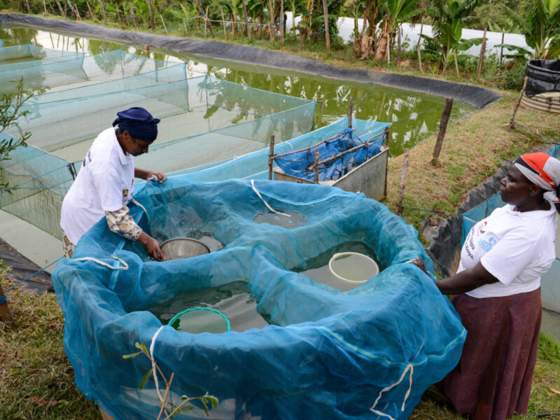 Fish Farming in Africa