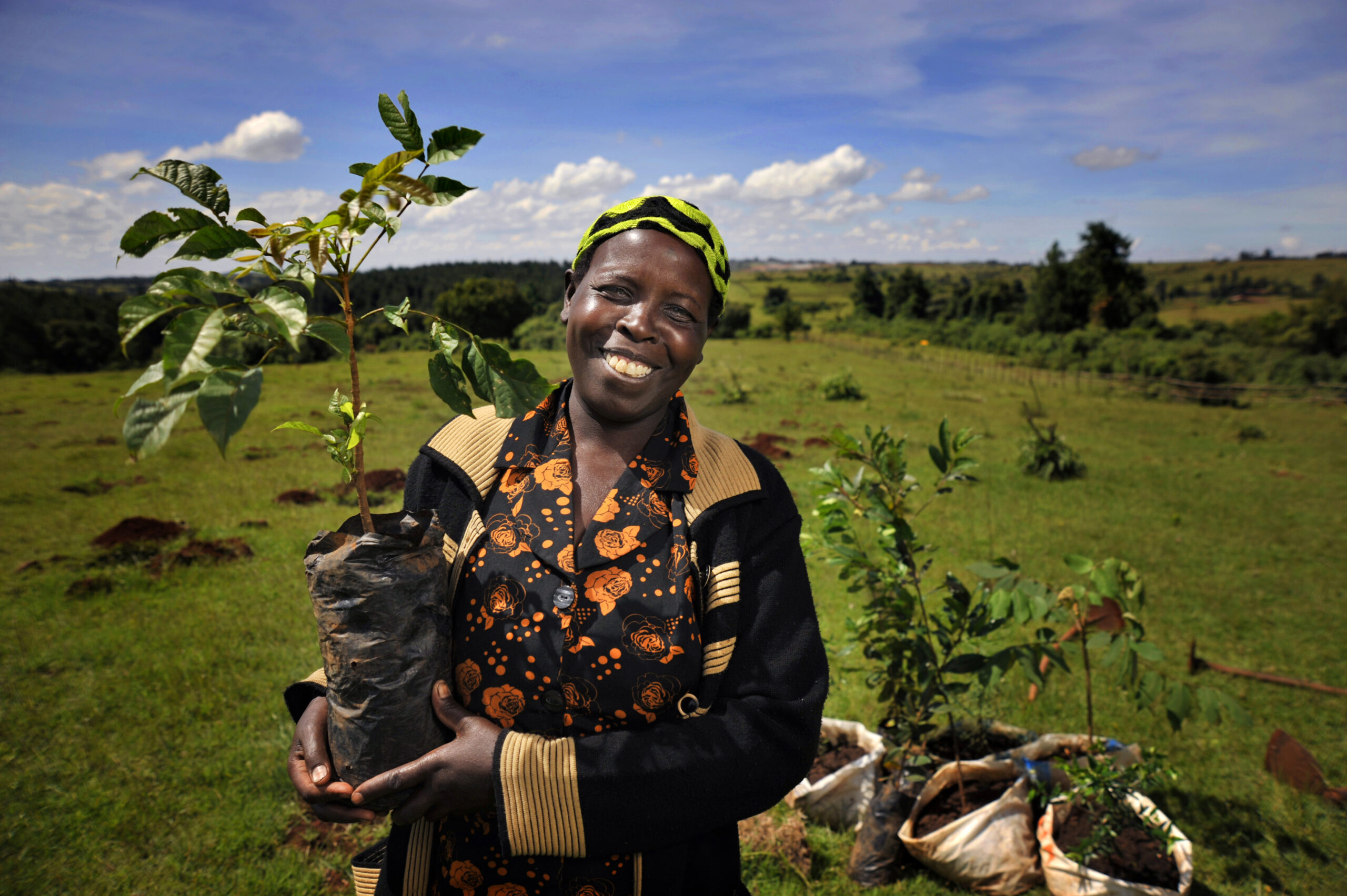 Commercial Tree Planting in Uganda