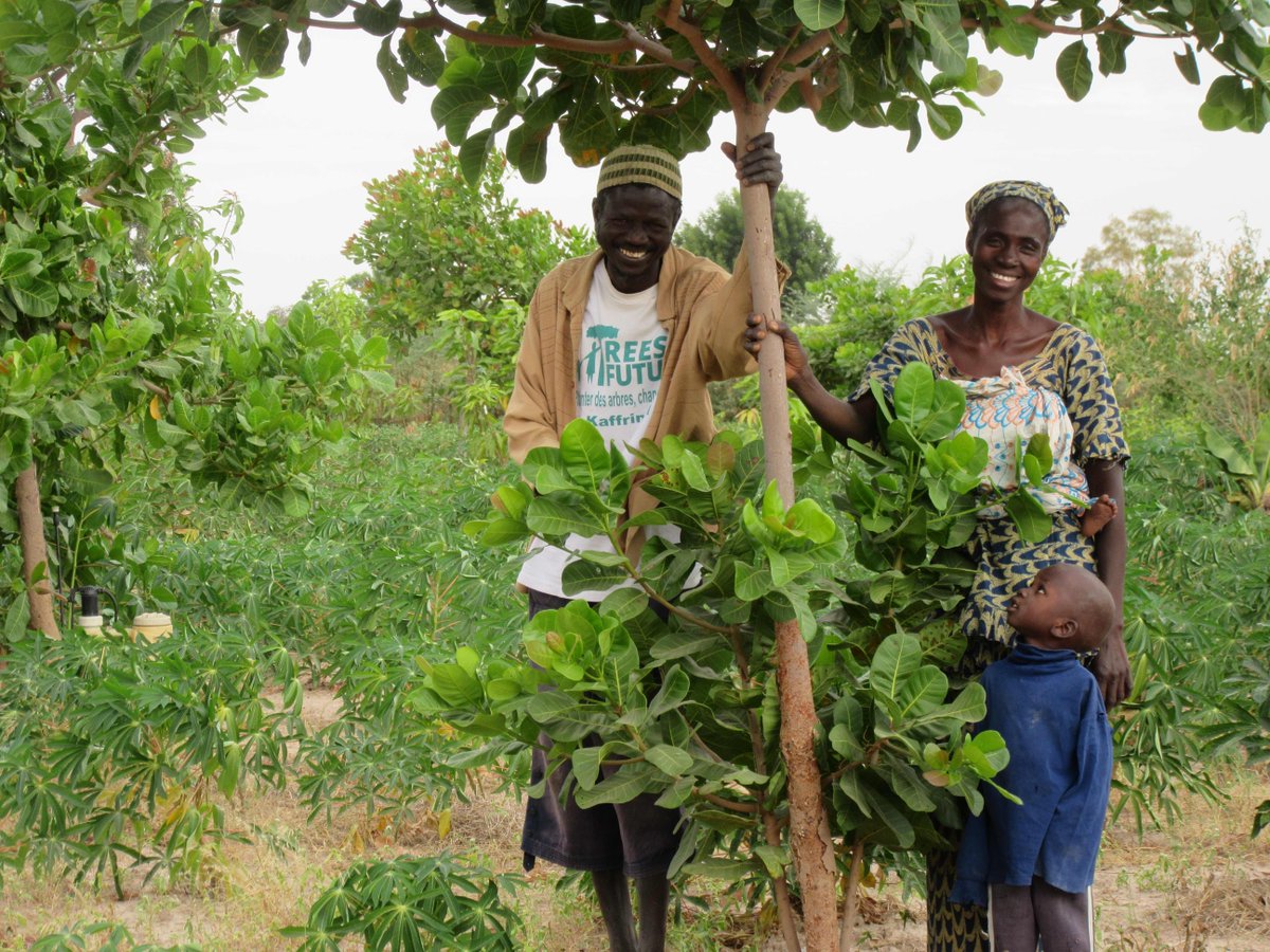 Commercial Tree Planting in Uganda