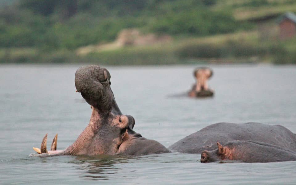 Ecotourism 