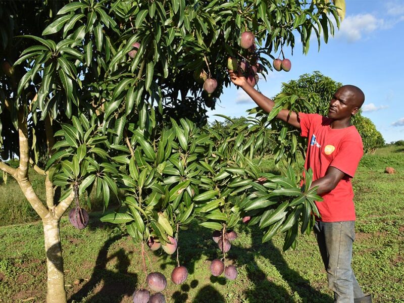 Tree Planting for Food
