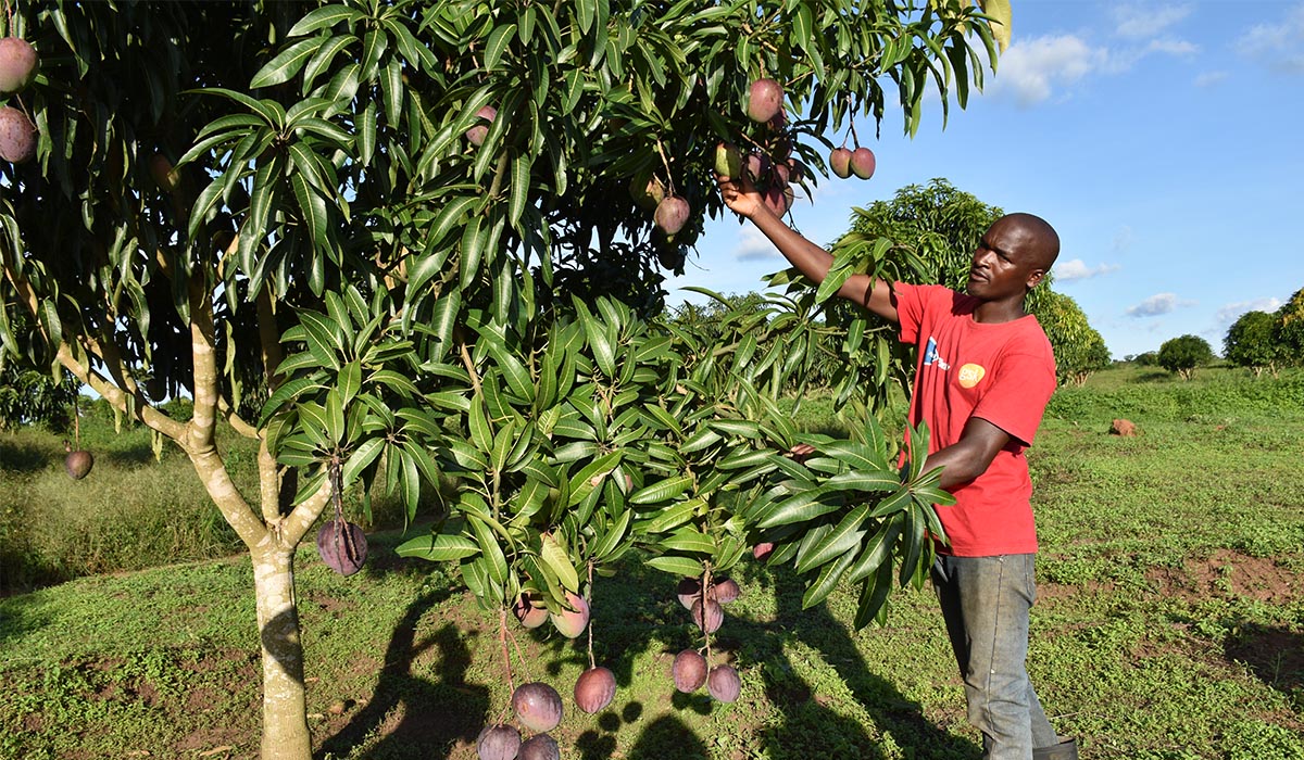 Afforestation 