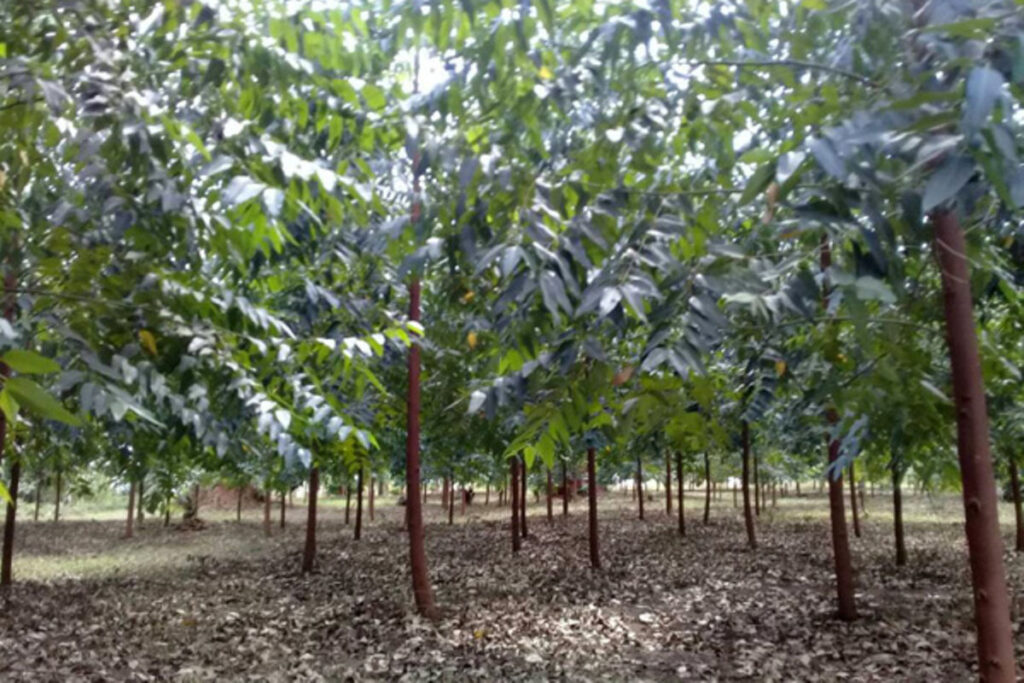 Tree Planting
