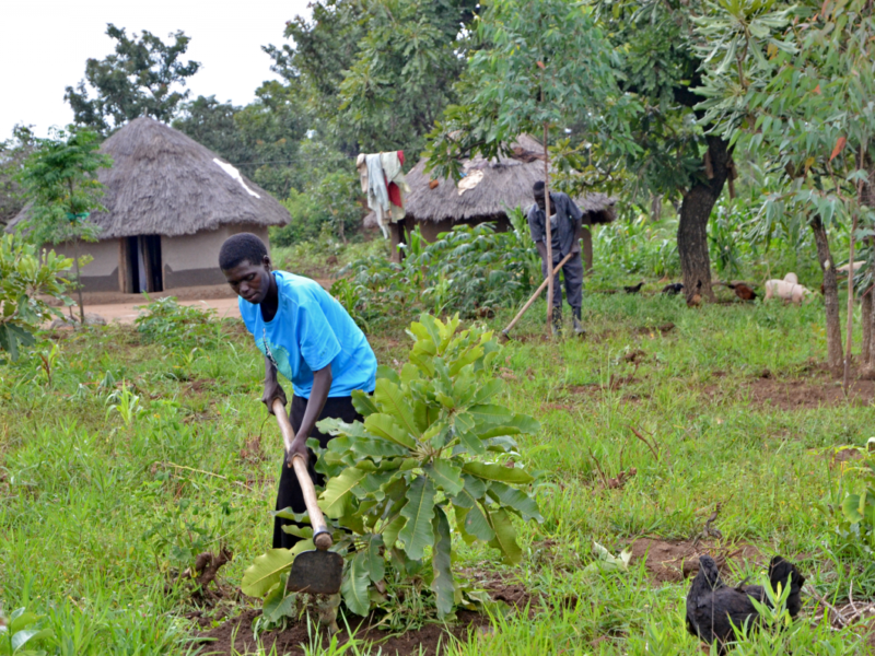 Greener Landscapes Inc