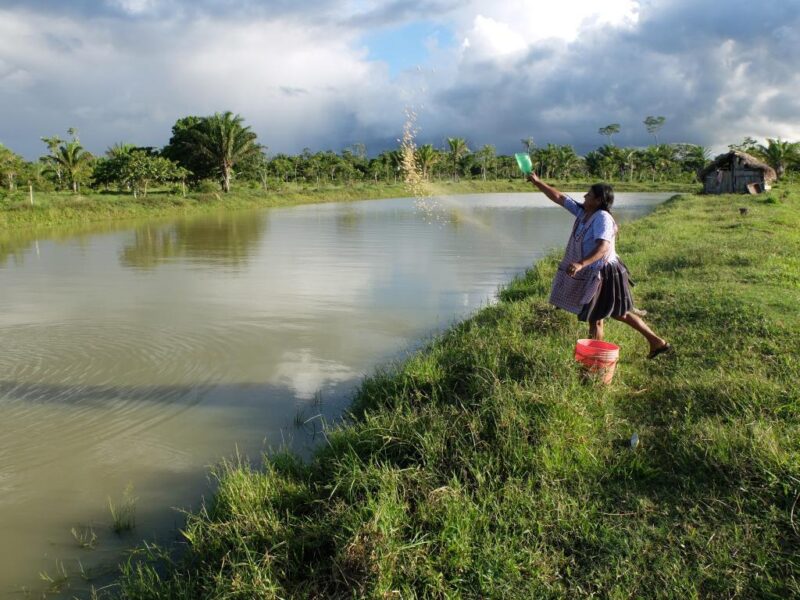 Fish Farming in Uganda