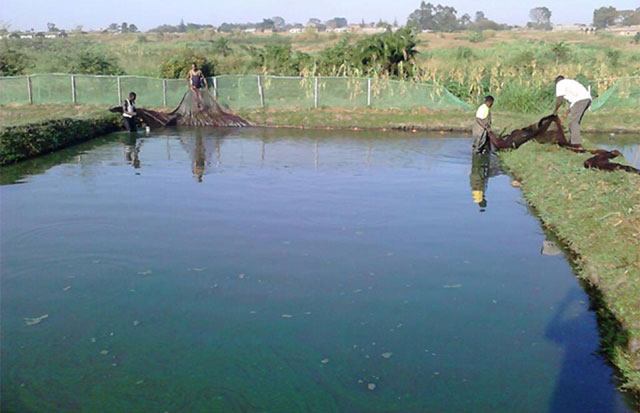 Commercial Fish Farming – Greener Landscapes Inc.
