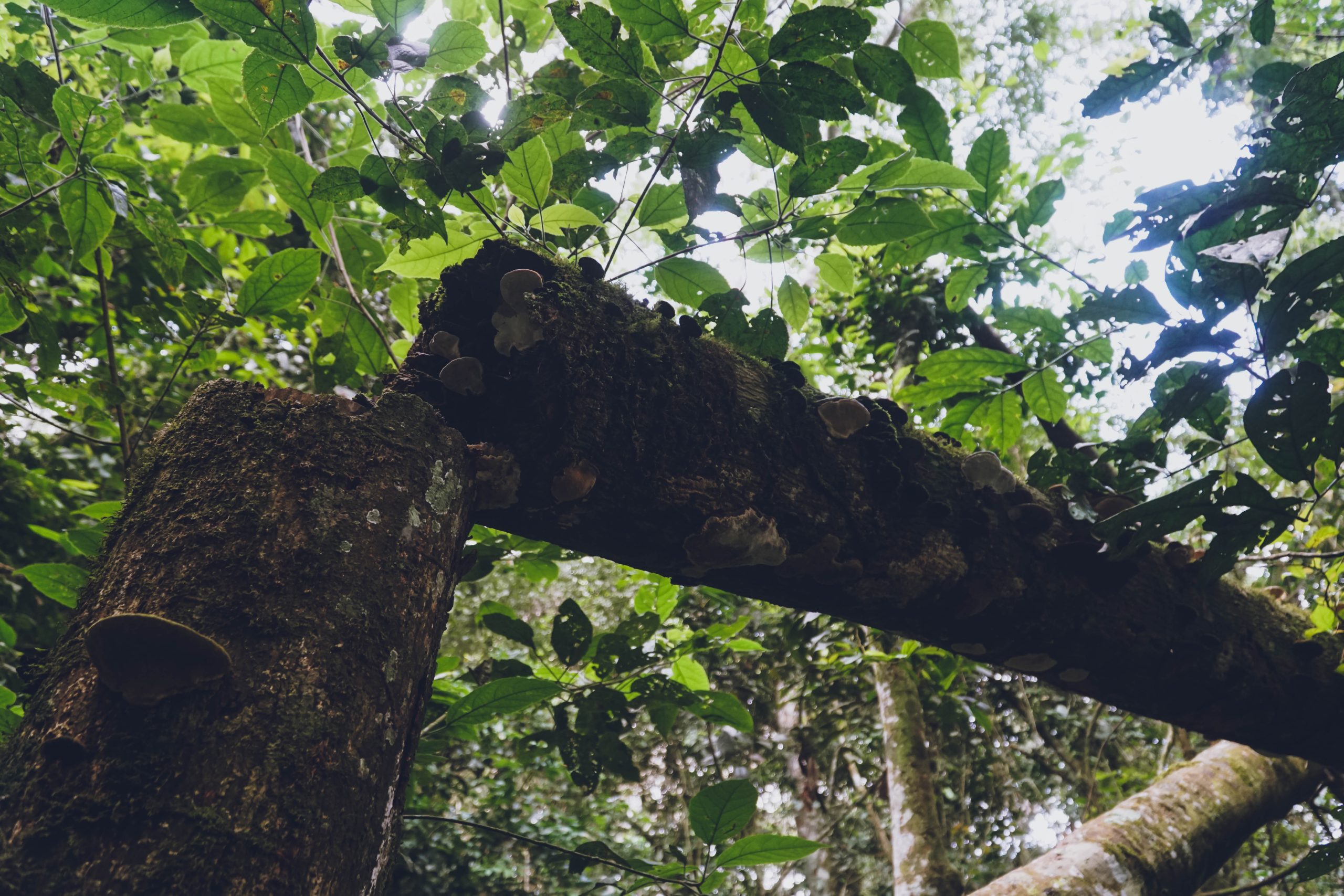 Trees For Fuel Problem